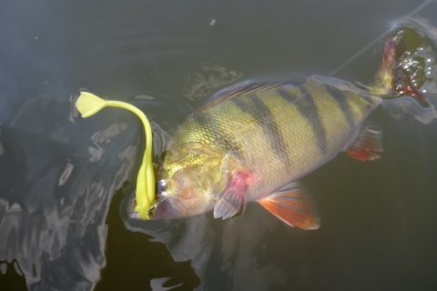 aborre fiskeri ringkøbing havn flydering