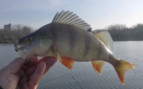 aborre perch barsch