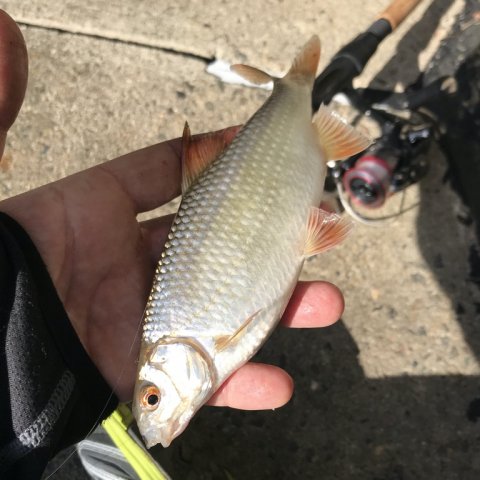 skalle dropshot ormefiskeri vonå