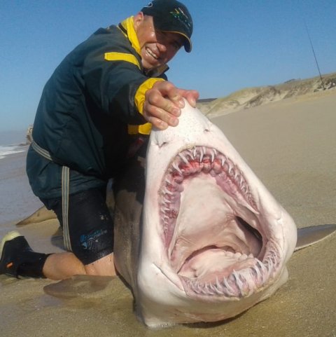 bronze whaler shark kobberhaj MMM cape town fishing adventures false bay wikus