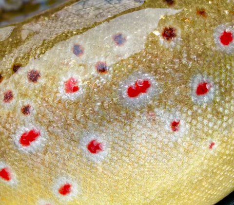 Vestjyske pletter - bækørred i topform