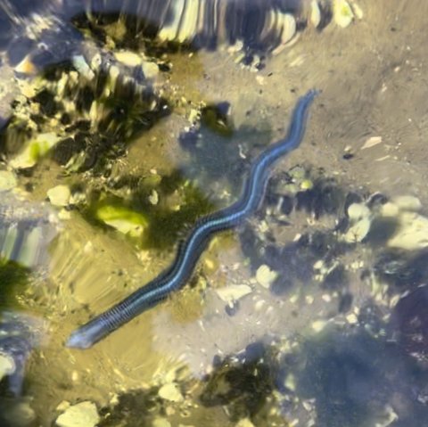 Sværmende børsteorm