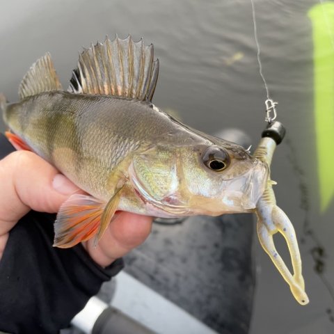 Aborre på Z-man TRD HogZ