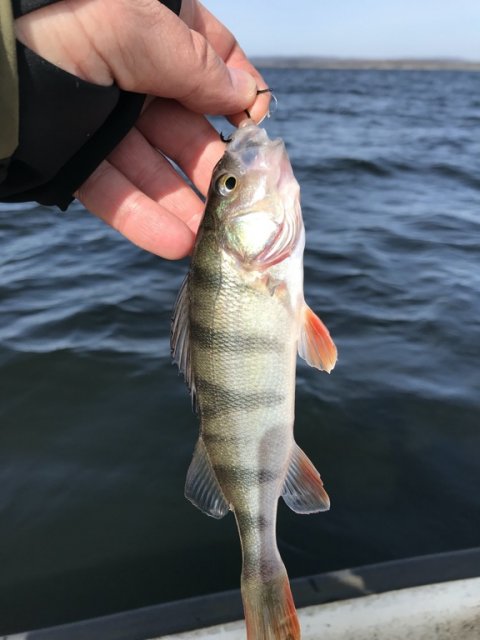 dropshot aborre perch barsch