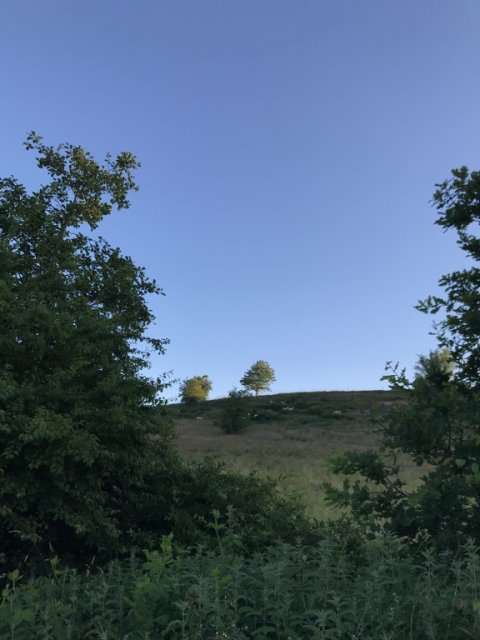 Får leger bjerggeder