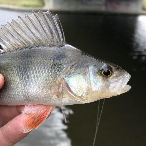 aborre vonå lystfiskeri Vestjylland medefiskeri