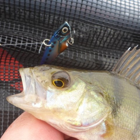 aborre ringkøbing fjord stauning havn