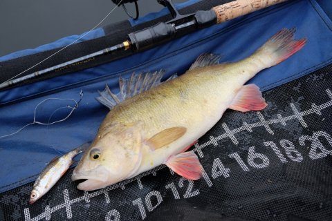 Den gamle kriger med den friske skalle der lokkede