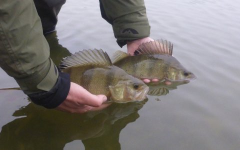 aborre medefiskeri agnfisk