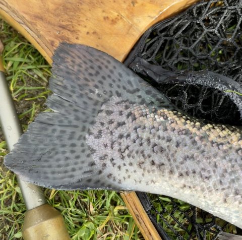 En hel hale - kvalitets ørred fra fiskebordellet