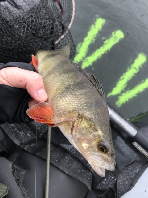 aborre dropshotfiskeri perch barsch søfiskeri