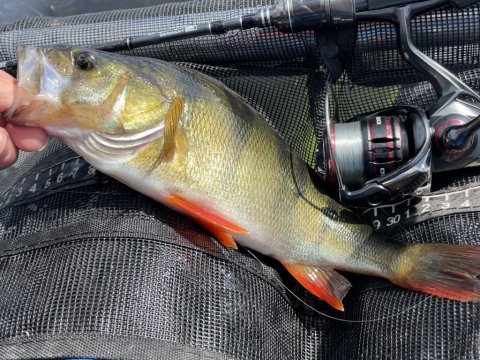 Dagens største sæt striber - aborre på Z-man Tiny TicklerZ fra Sunds Sø