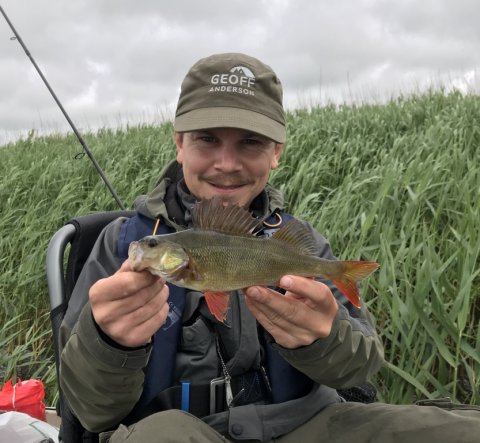fiskefoto.dk aborre vestjylland ringkøbing fjord