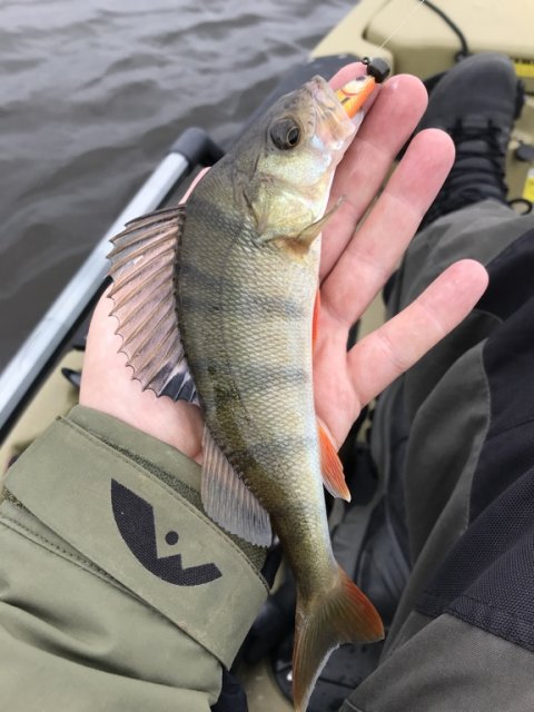 hobie kajak ringkøbing fjord aborre vestjylland