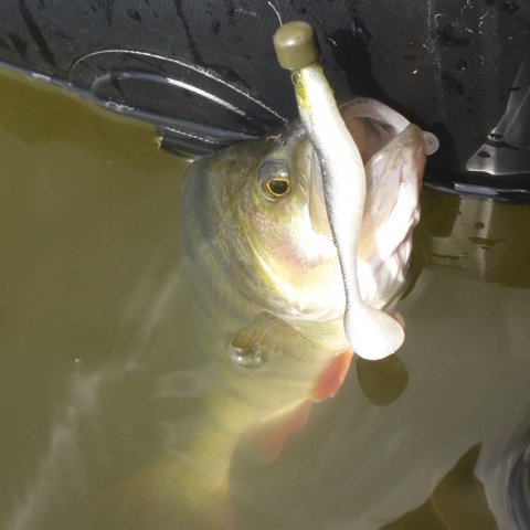 aborre barsch vestjylland ringkøbing havn westin shad teez