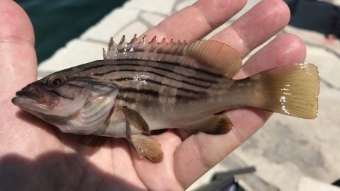 sivota harbour fishing angeln greece mediterranean fish
