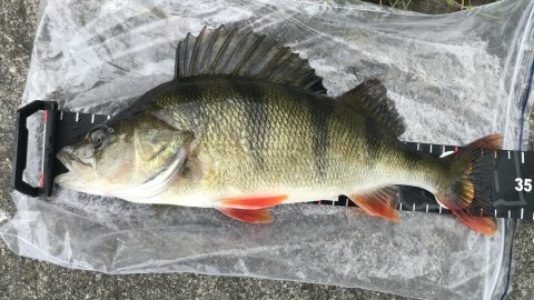 aborre lystfiskeri dropshot vonåen