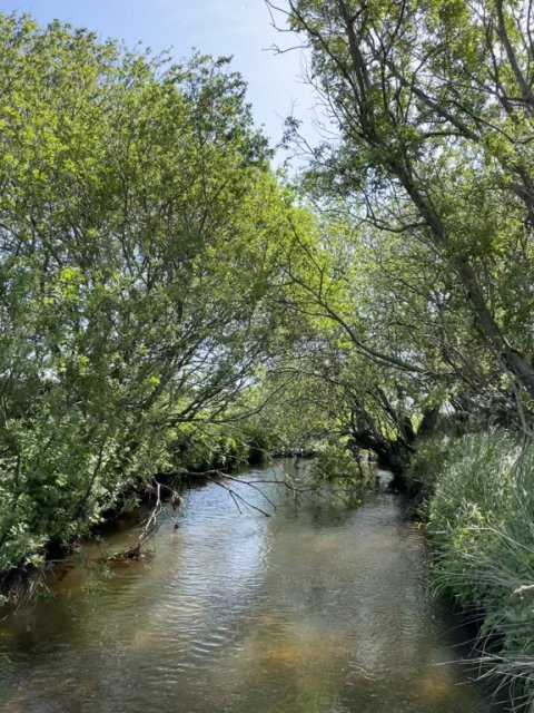 Hover Å Zone 3 Ringkøbing og Omegns Sportsfiskerforening