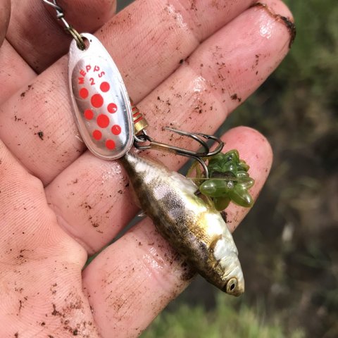stickleback hundestejle hover å naturens rige