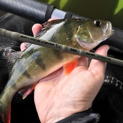 savagegear SG4 dropshot