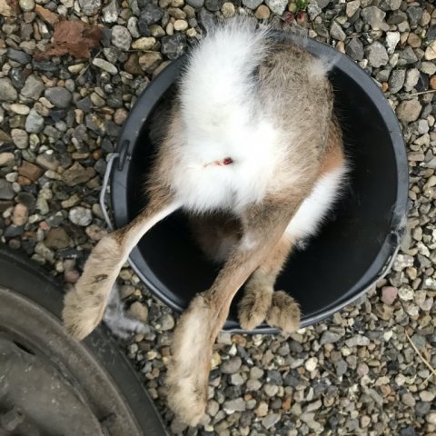 hare hares ear geddefiskeri fiskeri Borbjerg møllesø