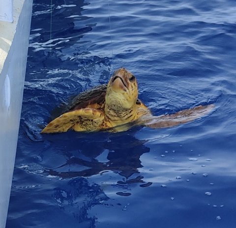 Havskildpadde i problemer