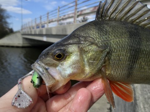 aborre vonå ringkøbing high5lures