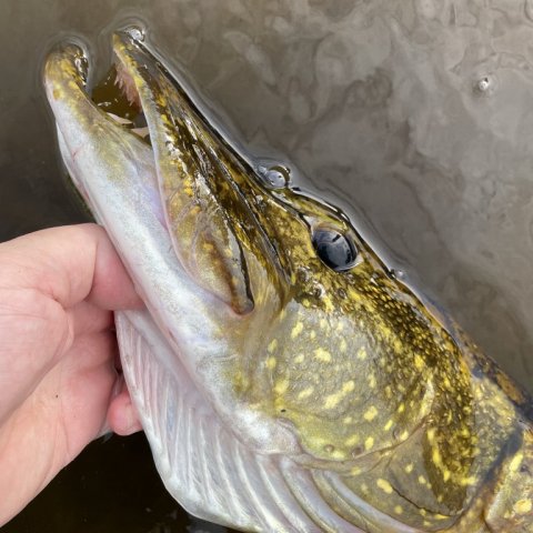 Lækker profil af Esox Lucius