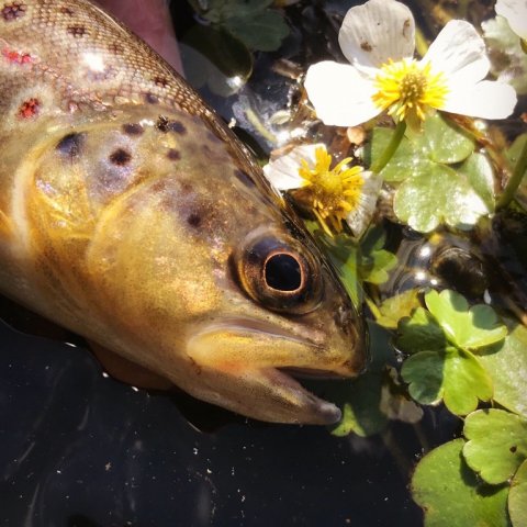 bækørred hover å vestjylland bachforelle lystfiskeri