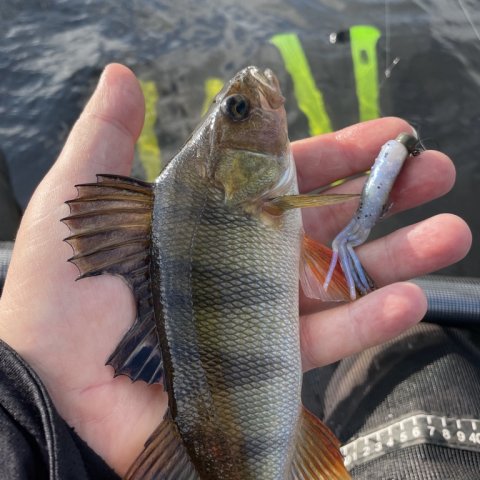 En sortstribet røver - aborre på gummi