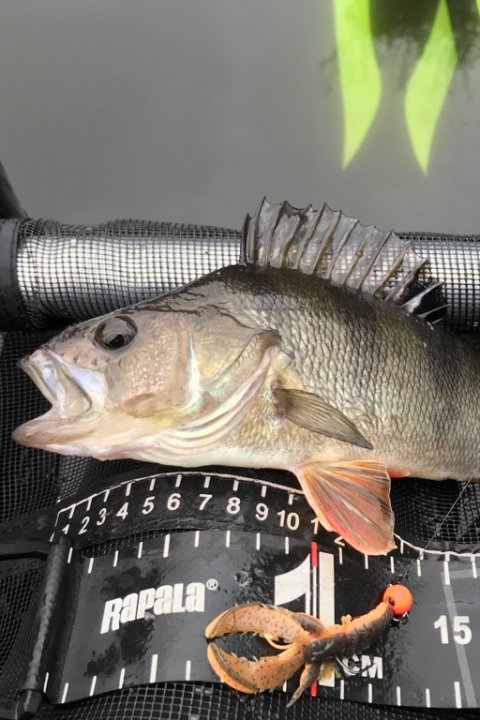 aborre savagegear highrider 170 afkrogning 