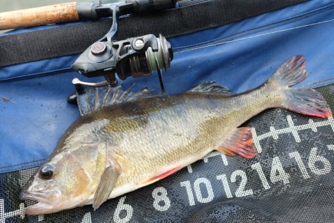 aborre jig spinnefiskeri søfiskeri