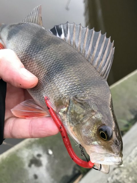 aborre perch barsch dropshot Vonå vestjylland fiskeri