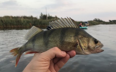 aborre perch barsch vestjylland vonå