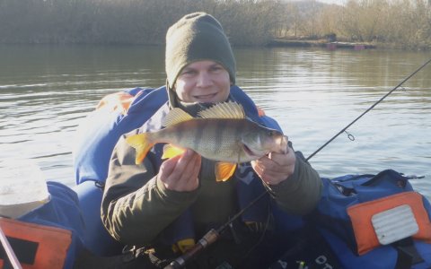 aborre perch barsch