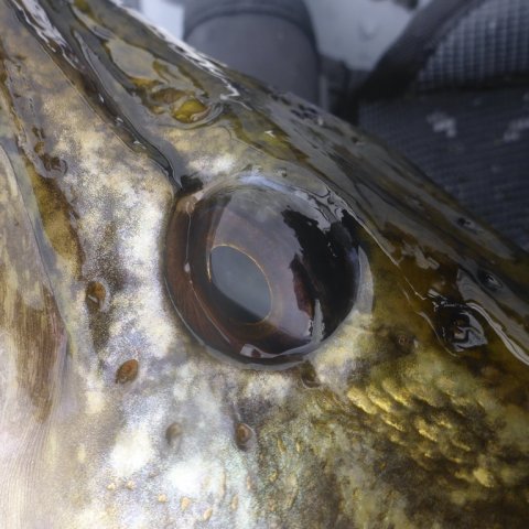 gedde premiere øje flydering highrider pigshad