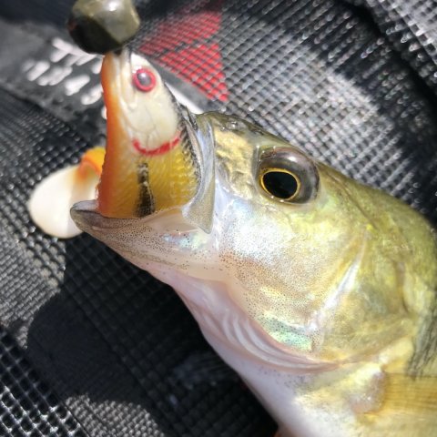 aborre lystfiskeri Vonå Vestjylland westin perch barsch highrider flydering