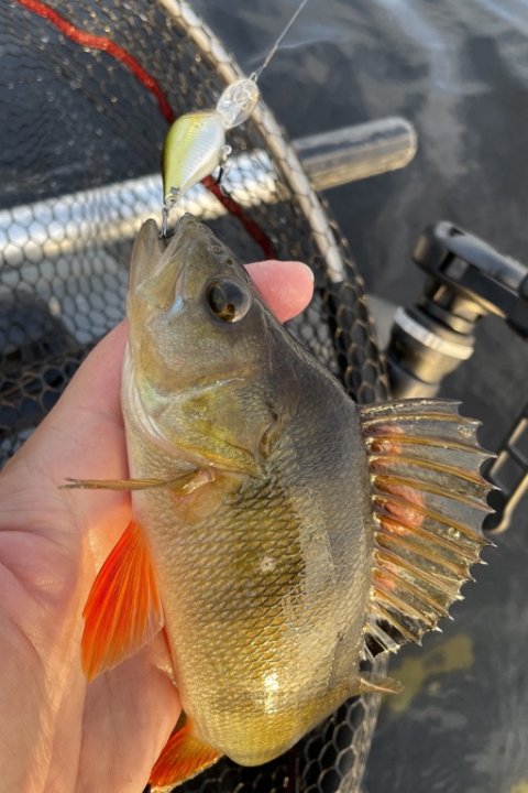 Endeligt en aborre under flyderingsfiskeriet