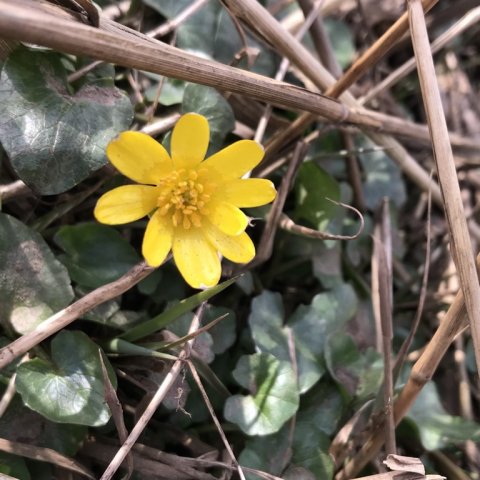 forår i vestjylland vorterod