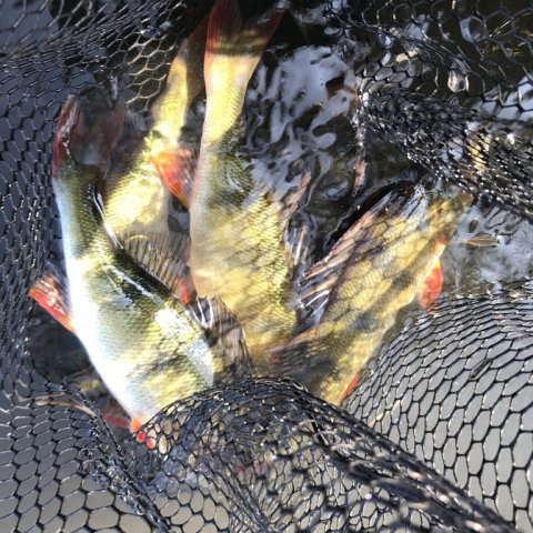 mange aborrer friskfanget spinnefiskeri