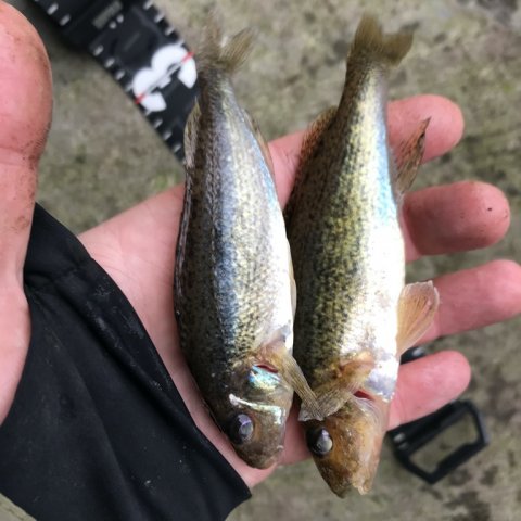 hork Vonå vestjylland ormefiskeri medefiskeri