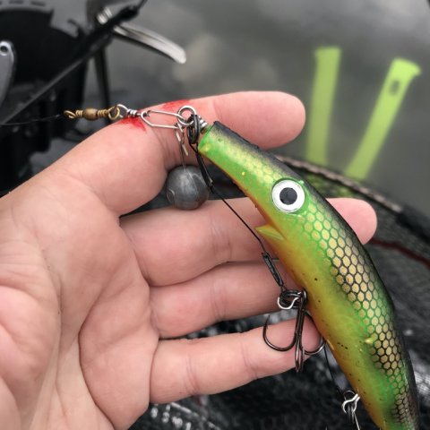 Borbjerg møllesø gedde fiskeri esox pigshad jr