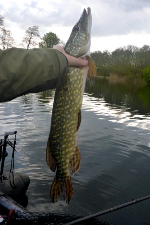 gedde premiere flydering highrider