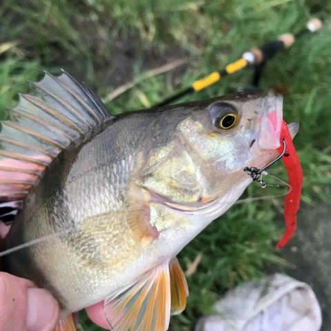 aborre barsch perch vestjylland Vonå dropshot fiskeri