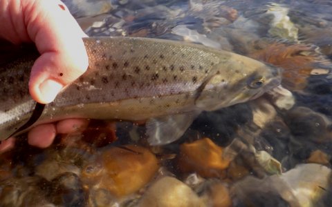 limfjorden havørred