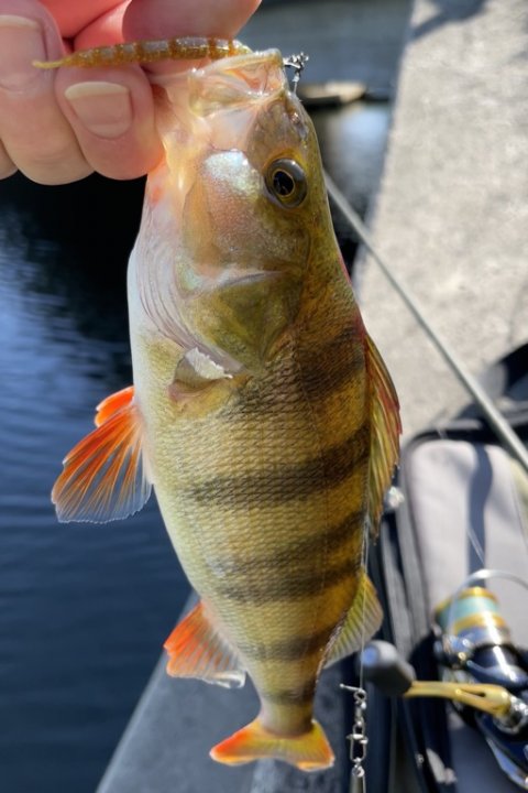 Flere vestjyske striber på dropshotrigget 