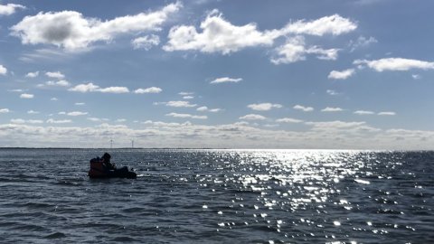 flydering ringkøbing havn fjord