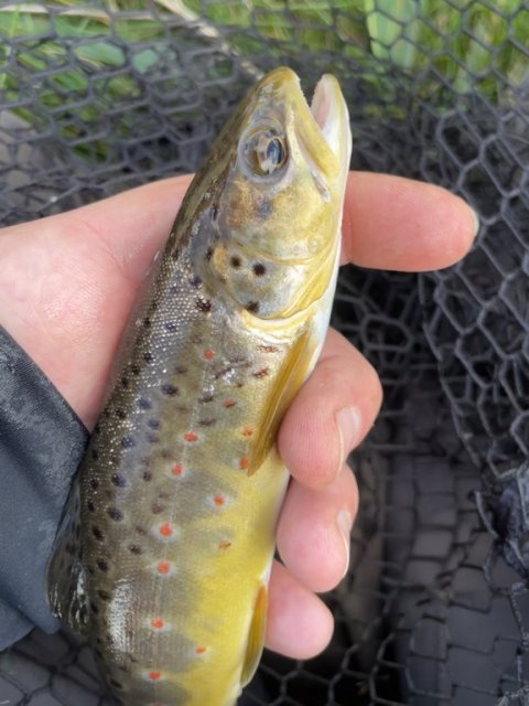 Salmo trutte fario - fanget på Mepps Aglia str. 2