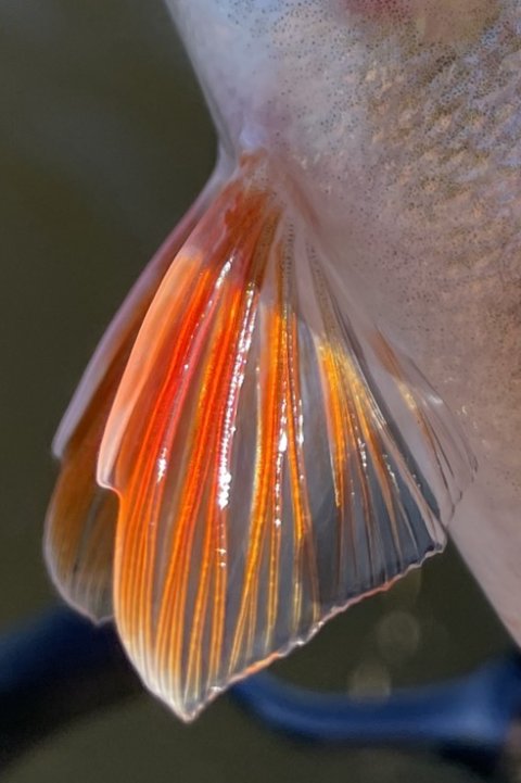 Smukke røde finner - Perca fluviatilis