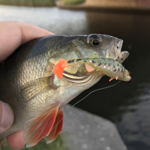 perchfishing barschangeln aborrefiskeri